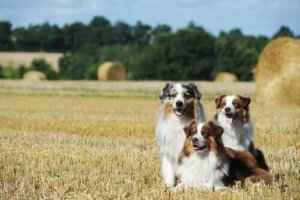 Kjennetegnene til australian shepherd