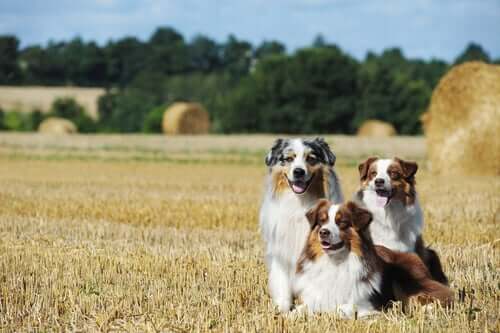 Kjennetegnene til australian shepherd