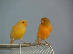 Lær om paringsatferden til kanarifuglen