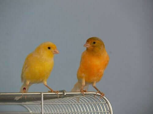 Lær om paringsatferden til kanarifuglen