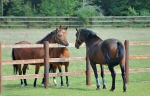 Gode råd og nyttige tips for hestestell