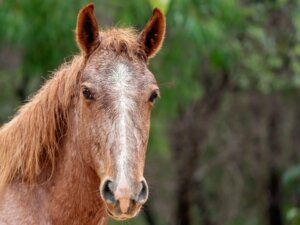Hesterasen brumby: habitat og karakteristikker