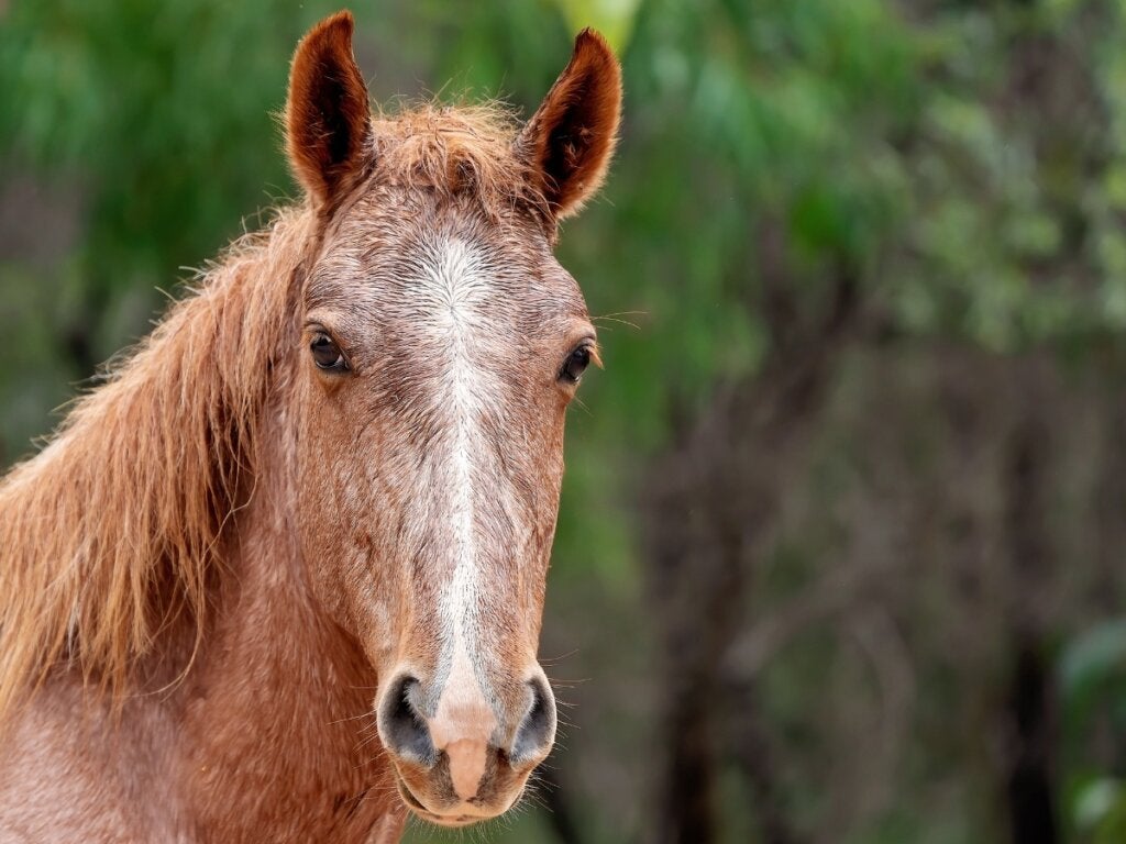 Hesterasen brumby: habitat og karakteristikker