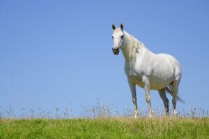 Det du trenger å vite om ei drektig hoppe