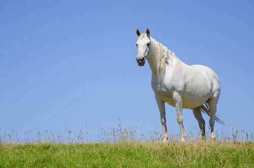 Det du trenger å vite om ei drektig hoppe