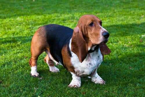 Basset hound
