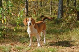 Hunder i FCI-gruppe 6: Raseklassifisering