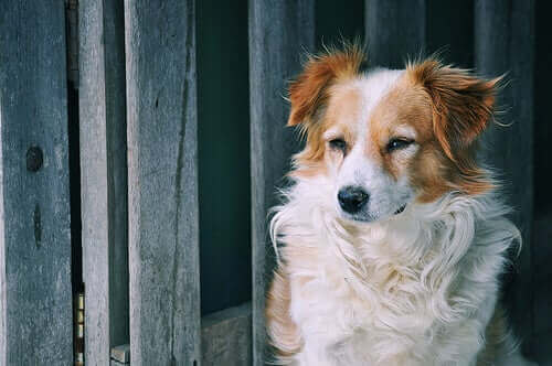 Uavhengige kjæledyr – Klarer noen seg bedre alene enn andre?