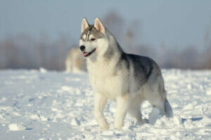 Hunder i FCI-gruppe 5: Raseklassefisering