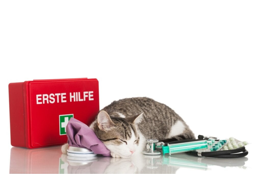 Førstehjelp for katter: Alt du trenger å vite