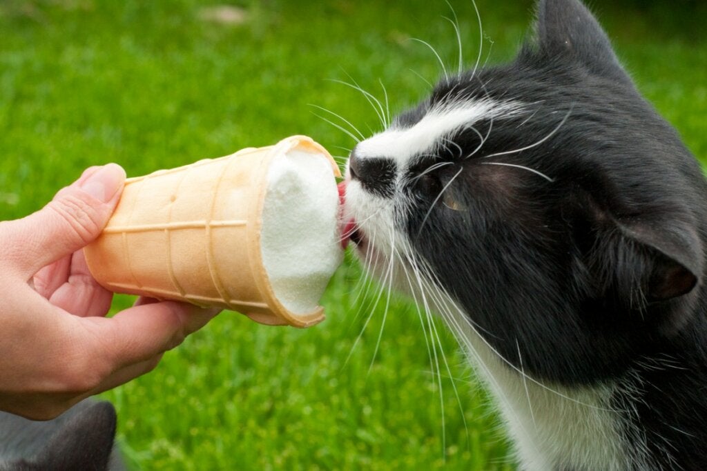 Kan katter spise iskrem?