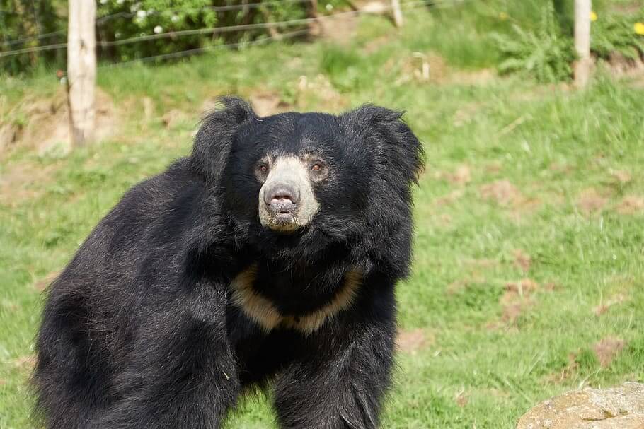 leppebjørn er en av de vanligste bjørneartene