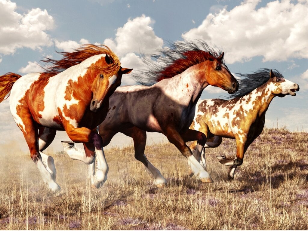 Hestetypen mustang: Opprinnelse og karakteristikker