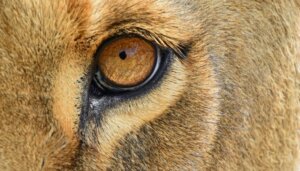 De 6 pattedyrene med de mest utviklede sansene