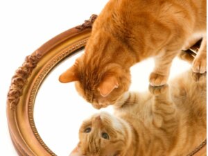 13 oransje katteraser