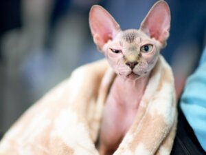 Hvordan bade en sphynx eller nakenkatt