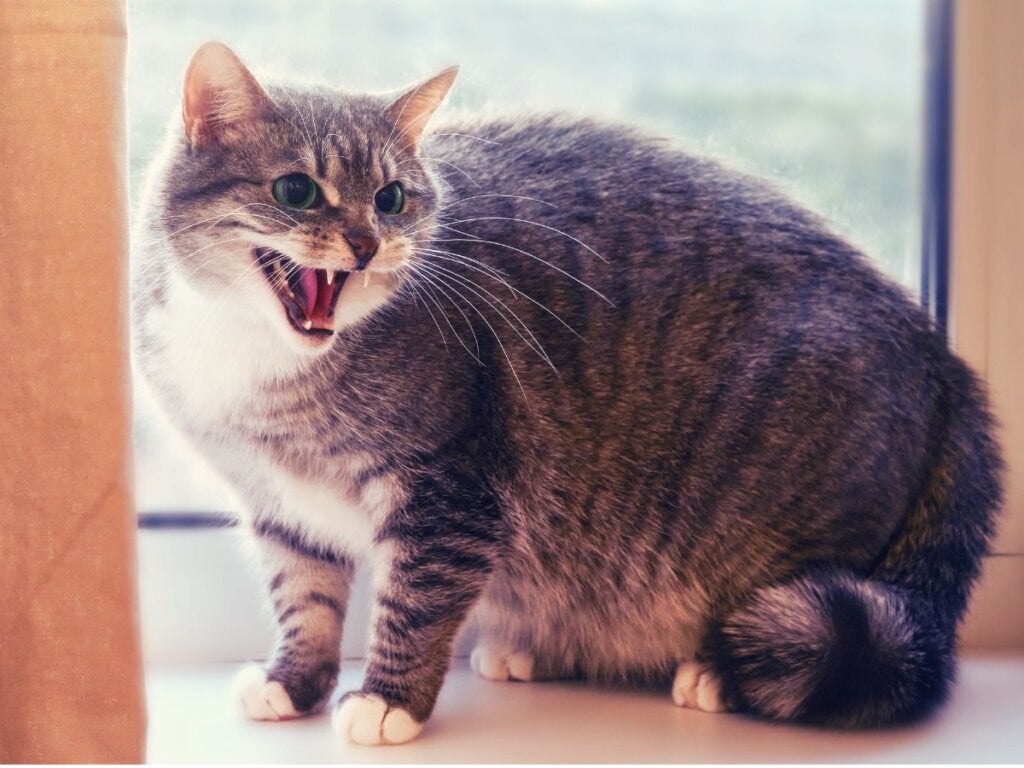 12 tegn på at katten din ikke er glad i deg