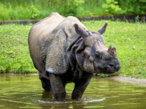 Indianeshorn: habitat og karakteristikker