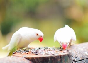 Å skape det ideelle miljøet for eksotiske fugler