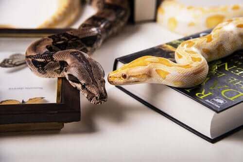 Eksotiske kjæledyr - Ulike slanger