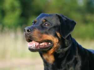 Forskjeller mellom en amerikansk og tysk rottweiler