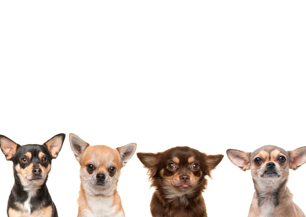 Fargene til chihuahuaer kan være veldig varierte