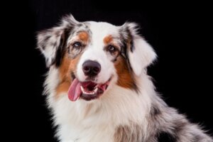 Forskjeller mellom border collie og australian shepherd