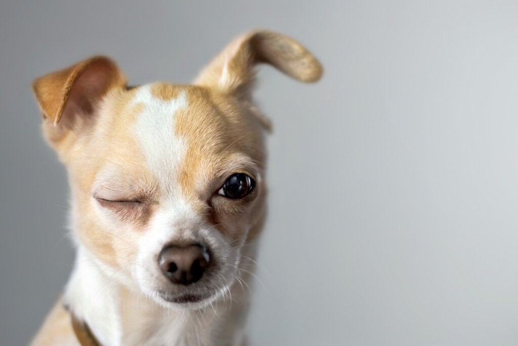 Fargene til chihuahuaer: Alt du trenger å vite