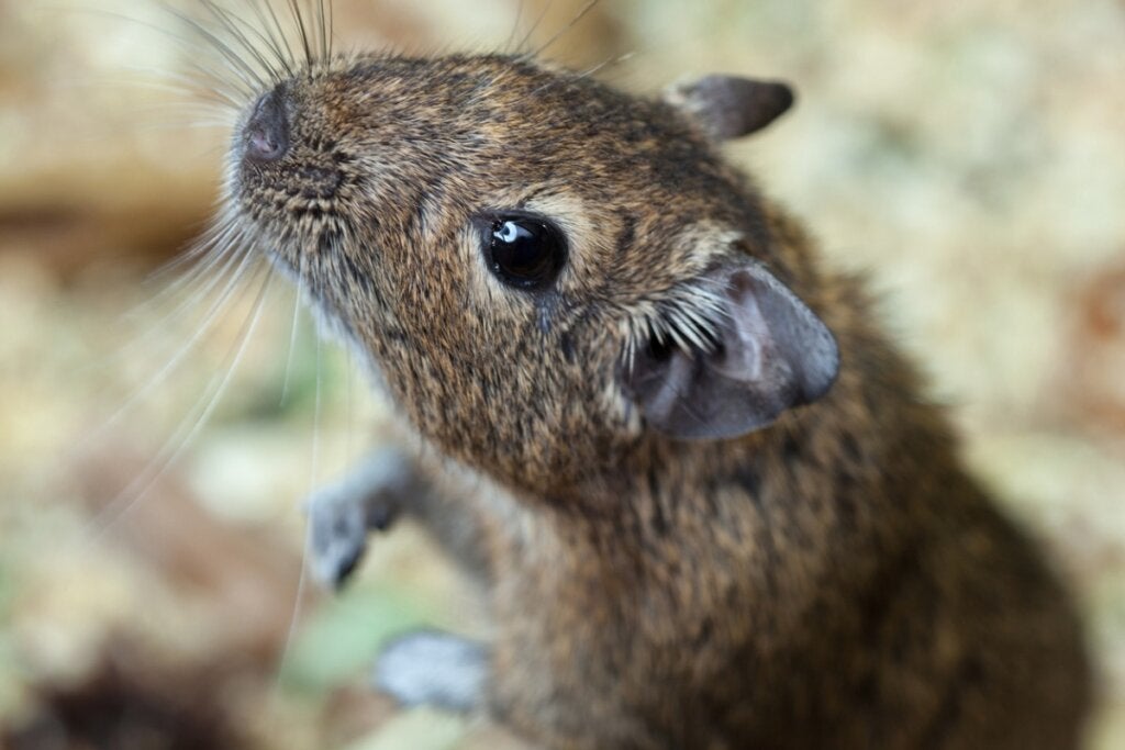 Bli bedre kjent med degus!