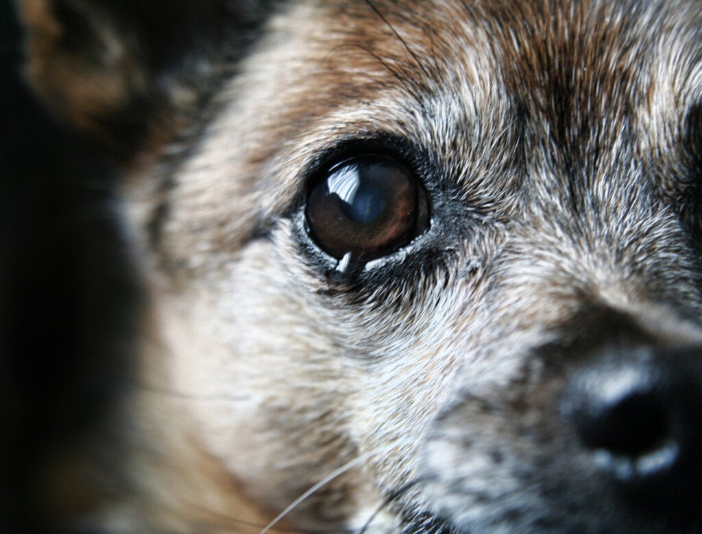 Hvorfor slutter ikke hunden min å klynke?
