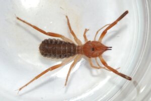 Valseedderkoppen Gluvia dorsalis: Habitat og karakteristikker