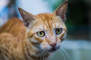Spisevegring hos katter: Alt du trenger å vite