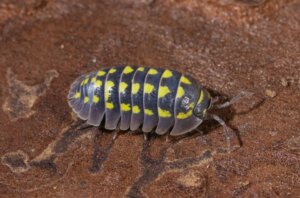 Hva er nedbrytende dyr?