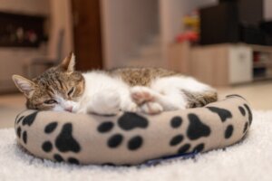 Hvor skal katten din sove?