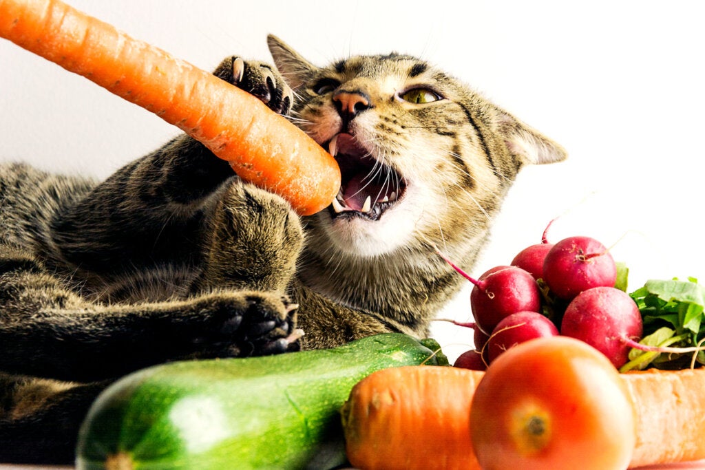 Veganske kosthold for kjæledyr er mangelfulle, sier eksperter