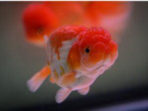 Gullfisken løvehode: habitat, egenskaper og omsorg