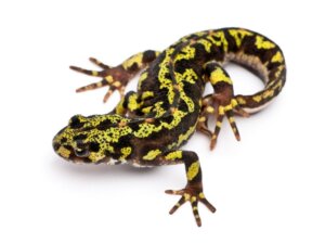 Marmorsalamander: habitat og karakteristikker
