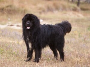 Mating av en newfoundlandshund