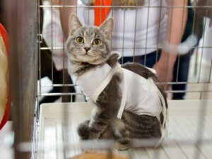 Omsorg for en nylig sterilisert katt