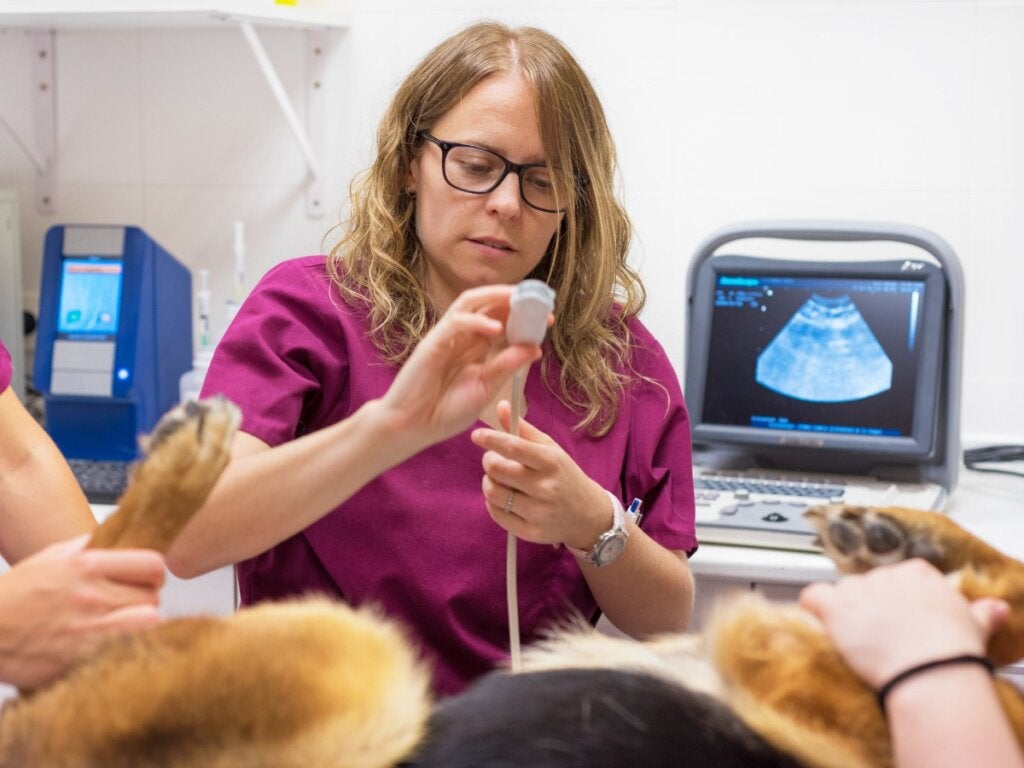 Ganespalte hos hunder: årsaker og behandling