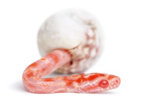 Hvordan slanger blir født