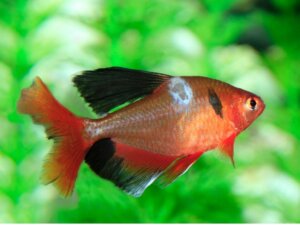 Soppinfeksjon hos fisk: Typer, symptomer og behandlinger