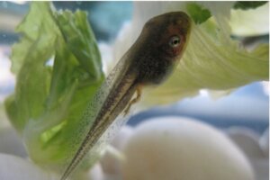 Hva spiser rumpetroll?