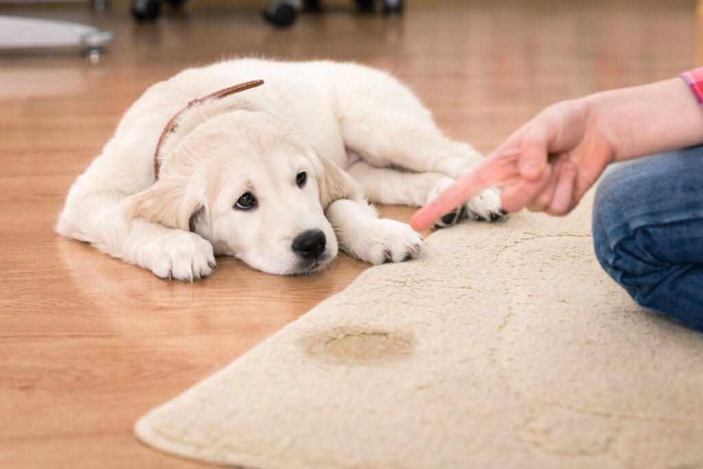 Hvorfor tisser hunden min når jeg kjefter på den?