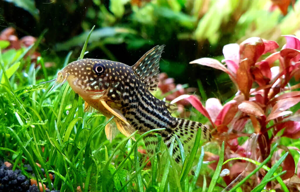 4 ideelle bunnfisk for akvariet ditt