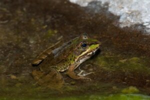 Den iberiske frosken Pelophylax perezi: habitat og karakteristikker