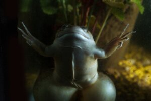 Afrikansk klofrosk: Habitat og egenskaper