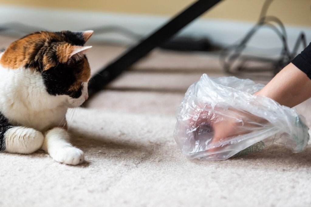 Hva gjør jeg hvis katten min slutter å bruke kattedoen?