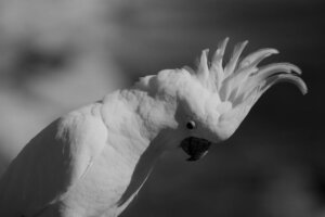 Stress hos tamfugler: Årsaker, symptomer og løsninger