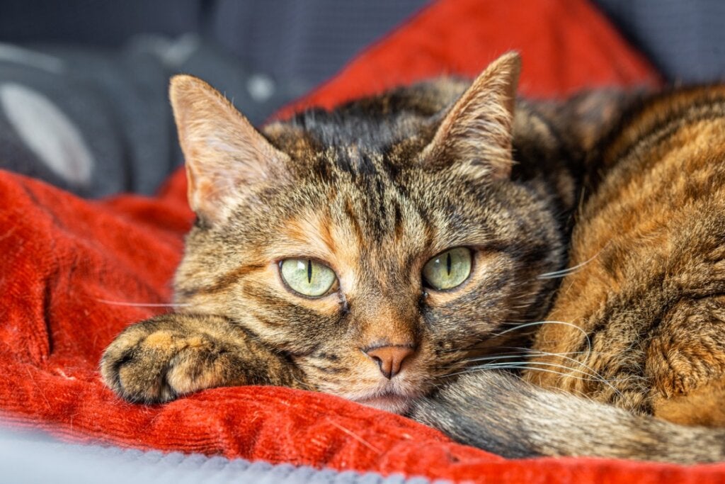 Katter kan også lide av separasjonsangst